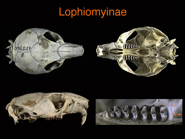 lophiomyinae