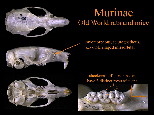 murinae