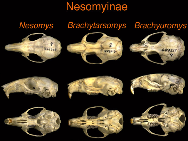 Nesomyidae