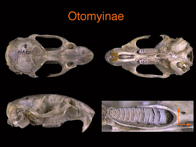 Deuterostomia