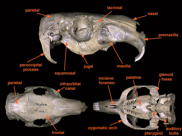 rodent_anatomy