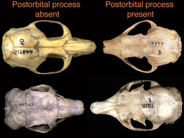 rodent_postorbital