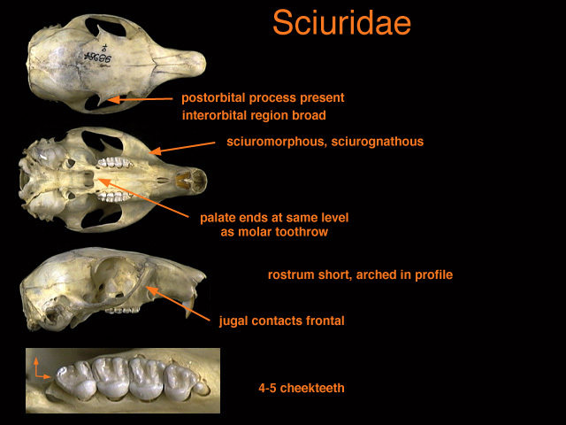 Deuterostomia