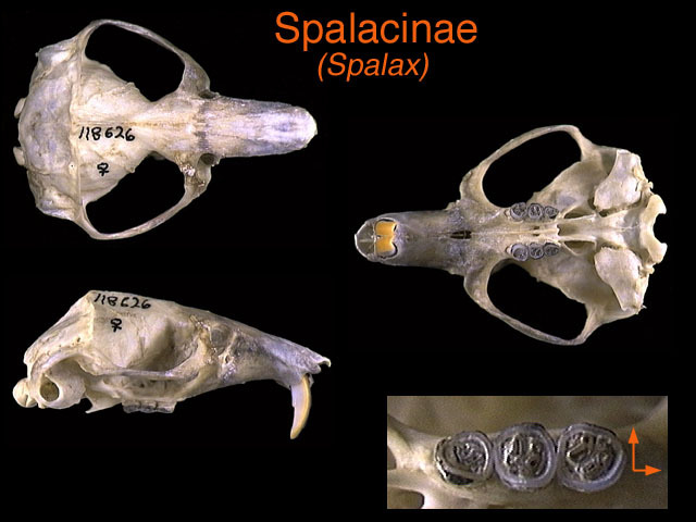 spalacinae