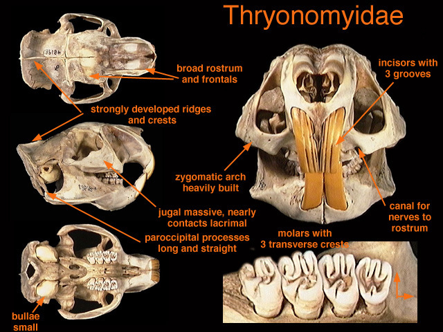 Craniata