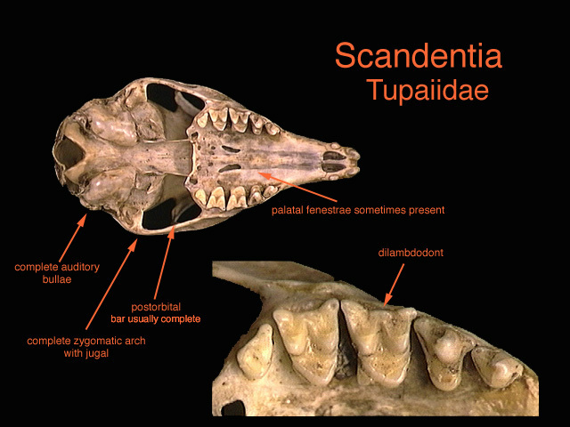 Craniata