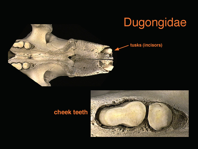 Gnathostomata