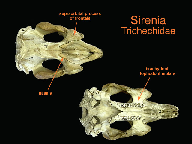 trichechidae