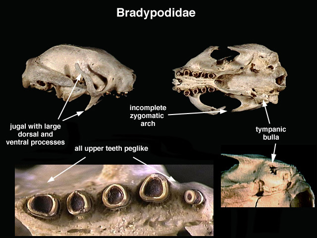 Sarcopterygii