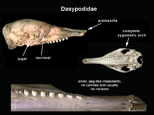 Tetrapoda