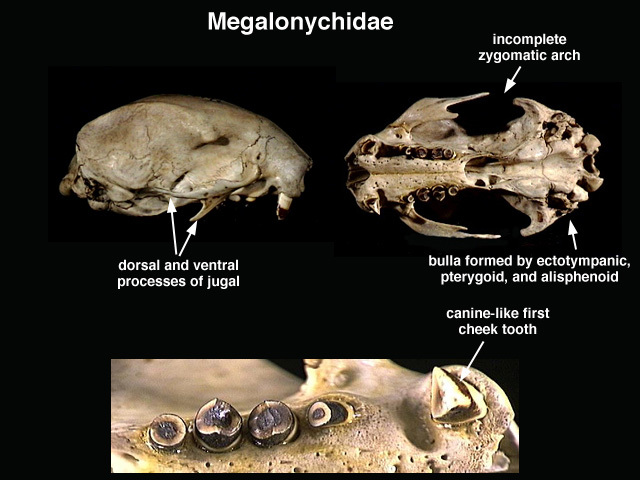 Tetrapoda