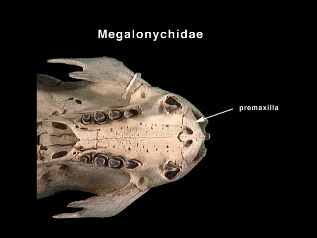 megalonychidae_premax