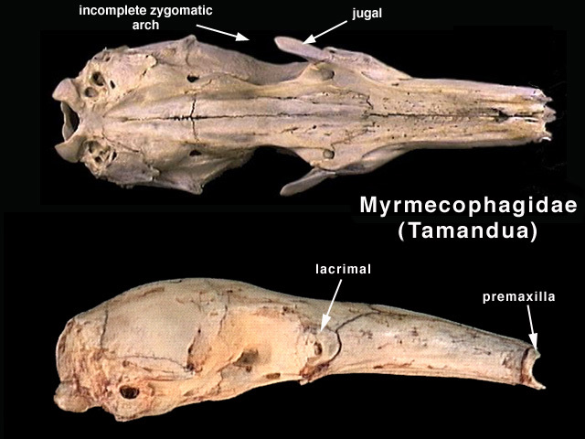 Tetrapoda