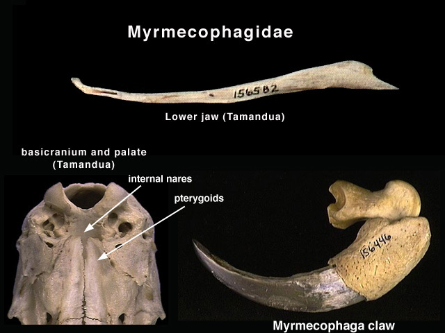 myrmecophagidae2