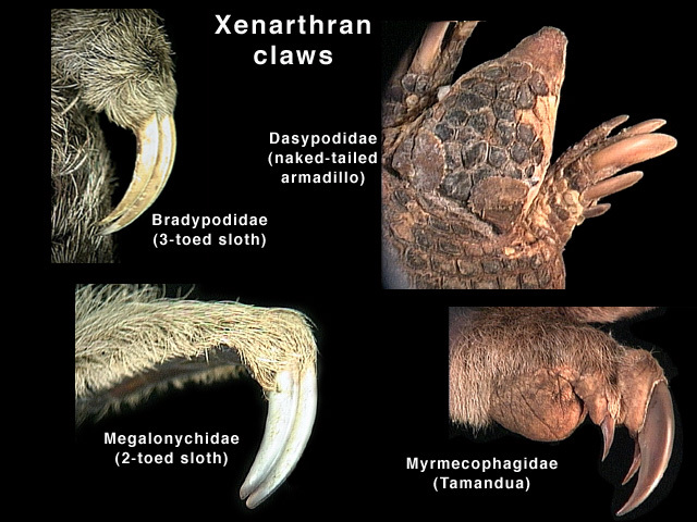 xenarthran_claws