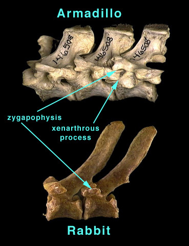 Synapsida