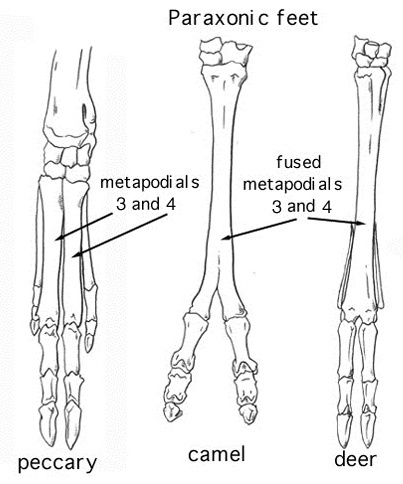 Sarcopterygii