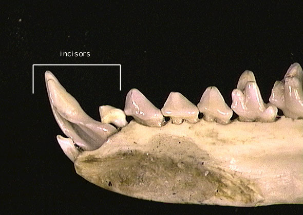 Eumetazoa