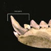 solenodon_thumbnail