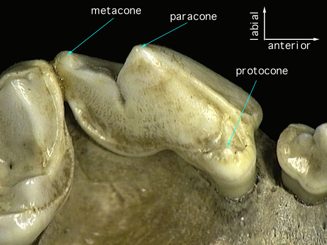 Euteleostomi