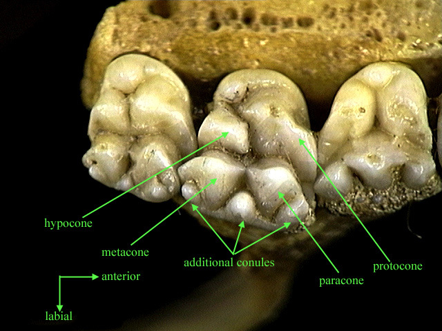 conules