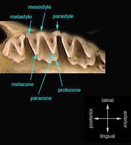 dilambdodont_upper