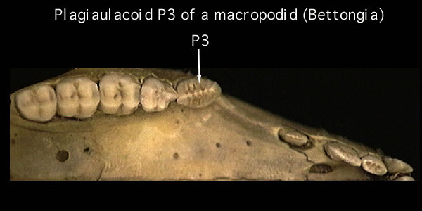 Sarcopterygii