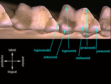 tribosphenic_molar_lower