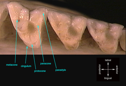 tribosphenic_molar_upper