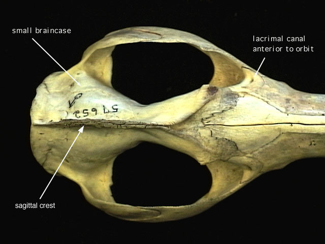 Tetrapoda