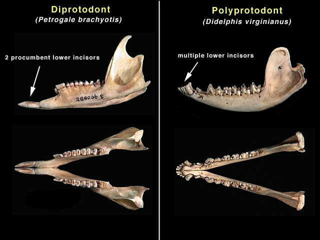 Didelphis