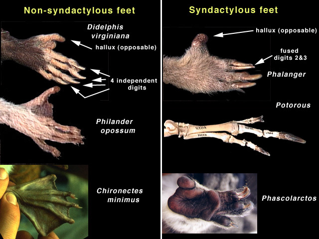 Eumetazoa