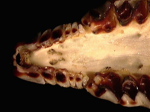 b.brevicauda_unis_ven