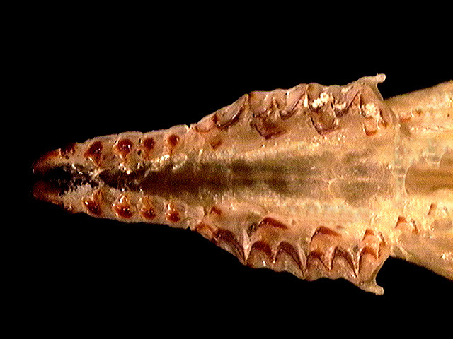 Craniata