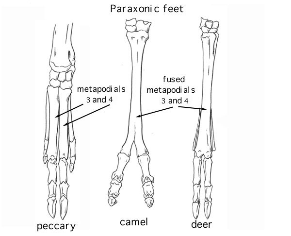 Deuterostomia