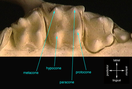 Gnathostomata