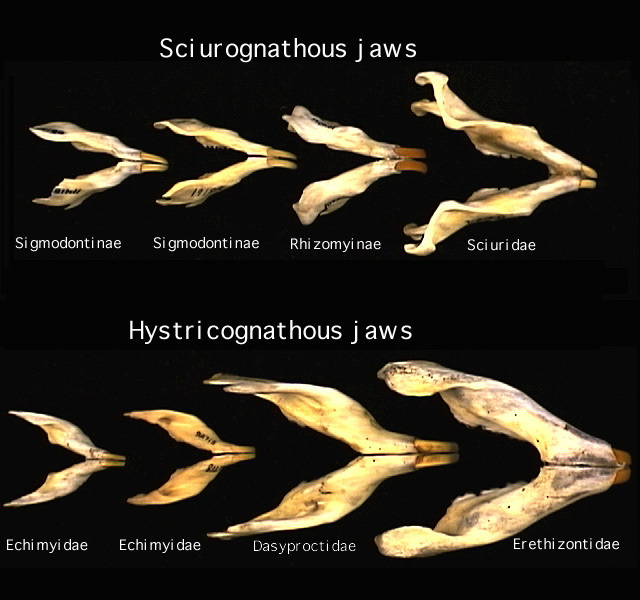 Tetrapoda