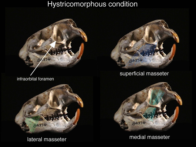 Craniata