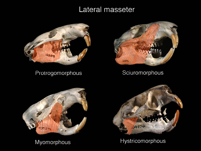 masseter_lateralis