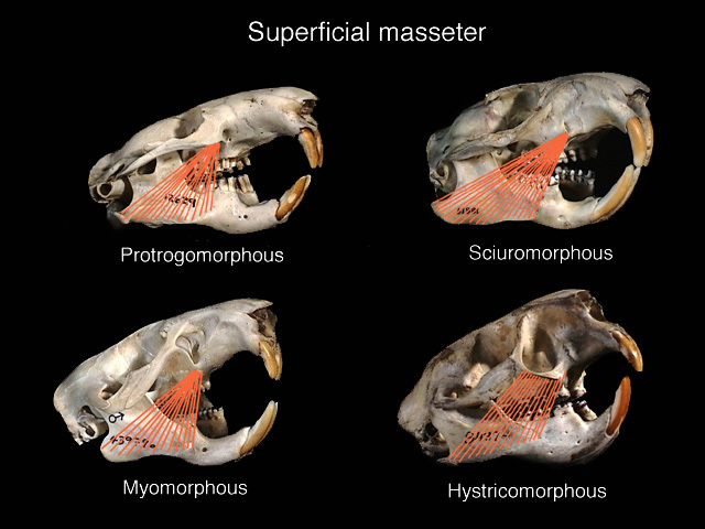 masseter_superficialis