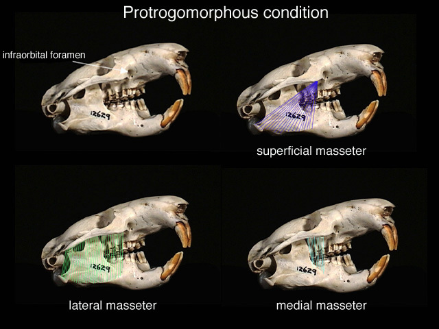 protrogomuscles