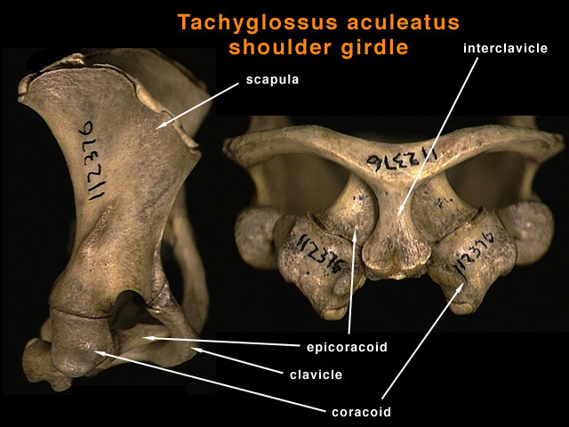 Eumetazoa