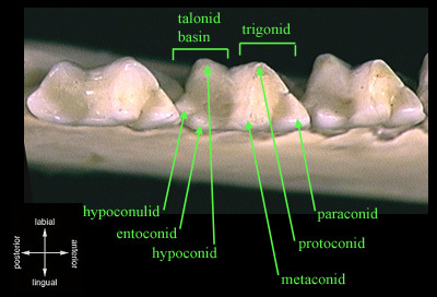 Eumetazoa