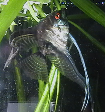 angelfish1