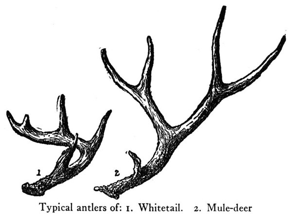 antlers