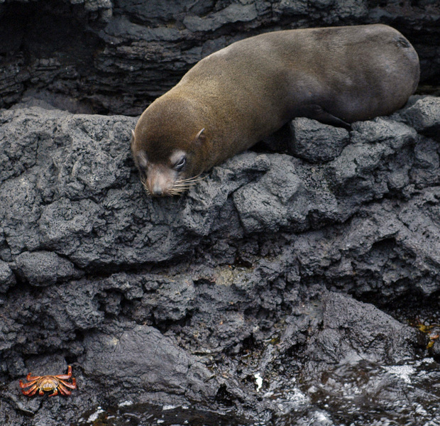 GFurSeal