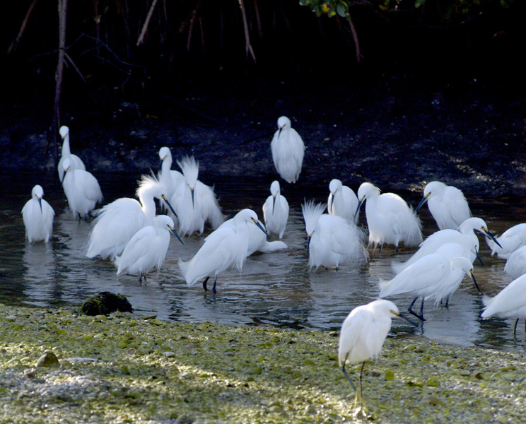 egrets