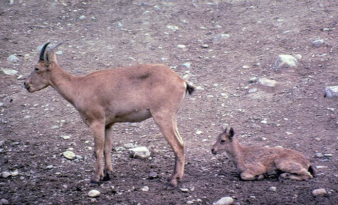 Artiodactyla