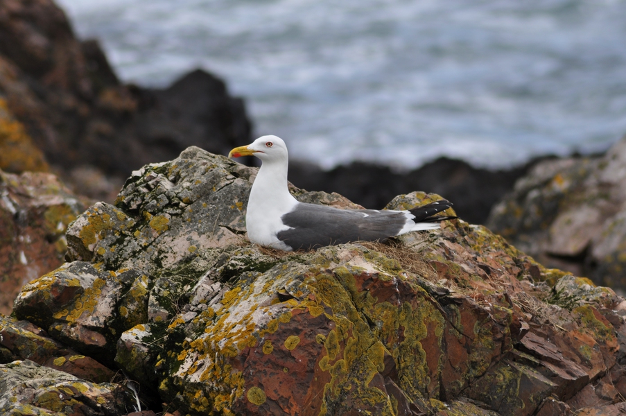 Larus_argentatus_in_Peterhead1