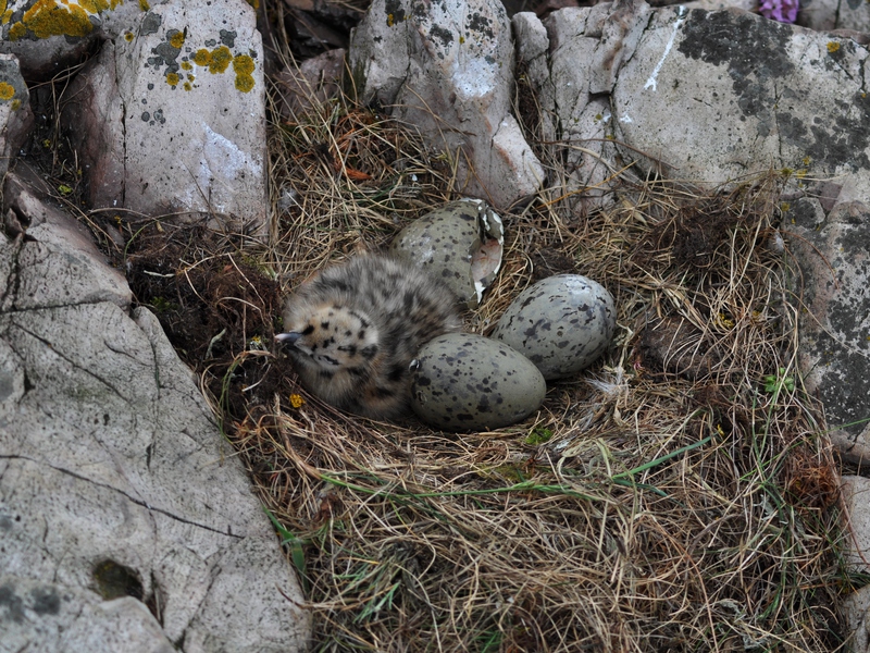 Larus_argentatus_nest